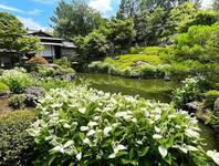 半夏生ってどんな日？ 京都の季節を中国語の例文と一緒に楽しむ