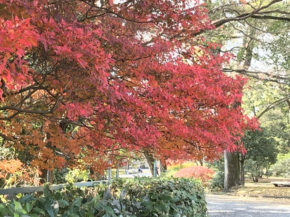 見納めの紅葉　京都御苑